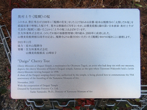 s-『奥村土牛』展・山種美術館 植樹された醍醐の桜.01.jpg