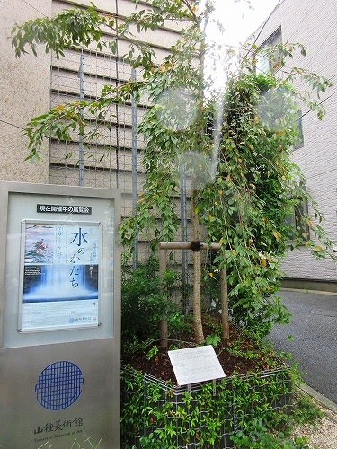 s-『水のかたち』展・山種美術館 醍醐の桜.jpg