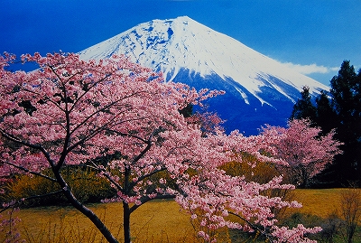 s-富士山・春.jpg