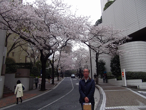 s-桜坂・東京の桜が満開.jpg