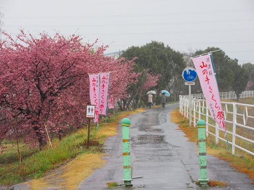 s-雨の山の手桜.jpg